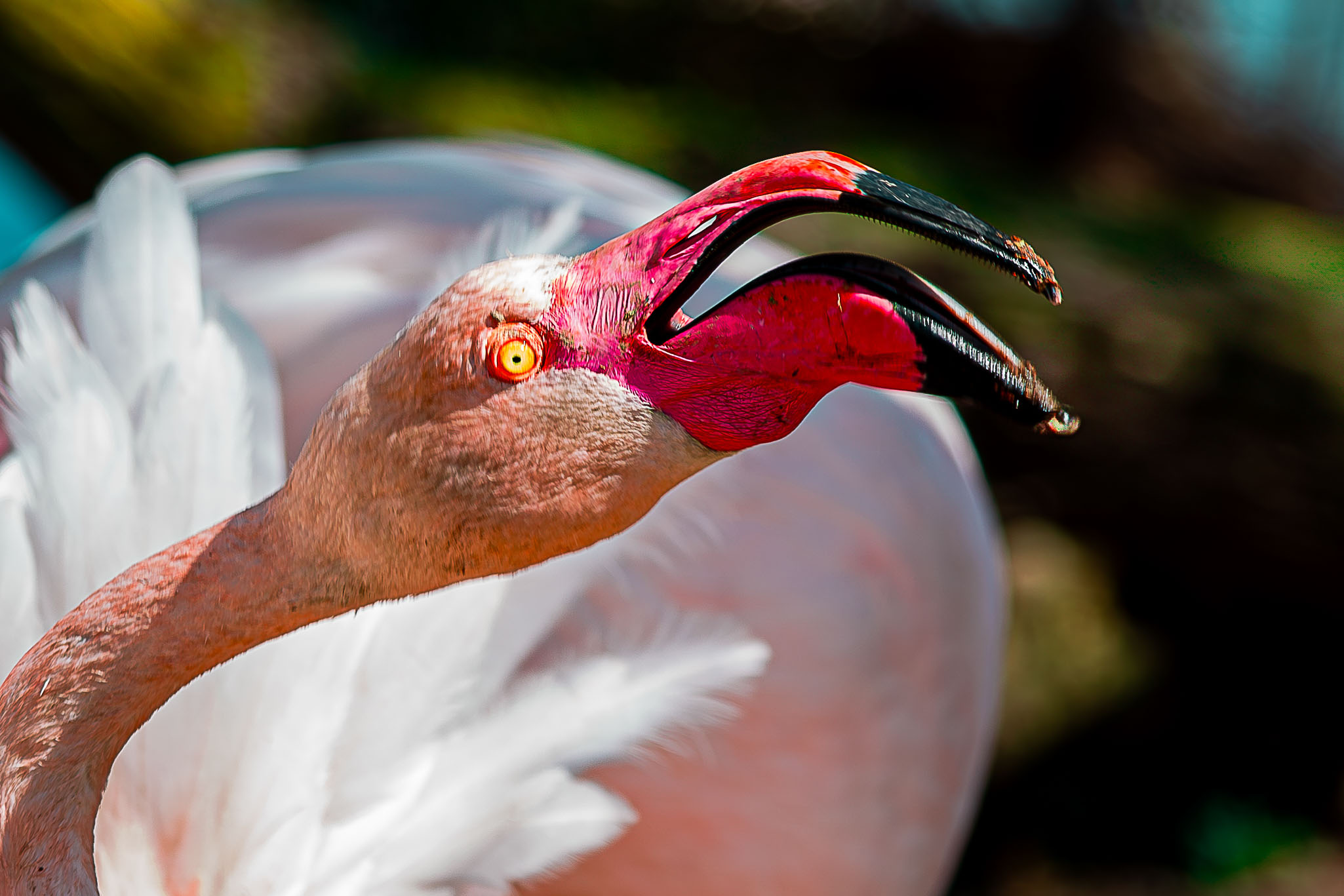 Flamenco común   Phoenicopterus roseus
